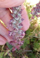 Image of Lachenalia elegans W. F. Barker