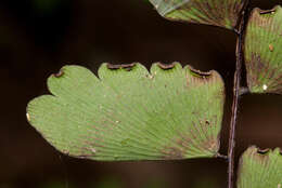 Adiantum soboliferum Wall.的圖片