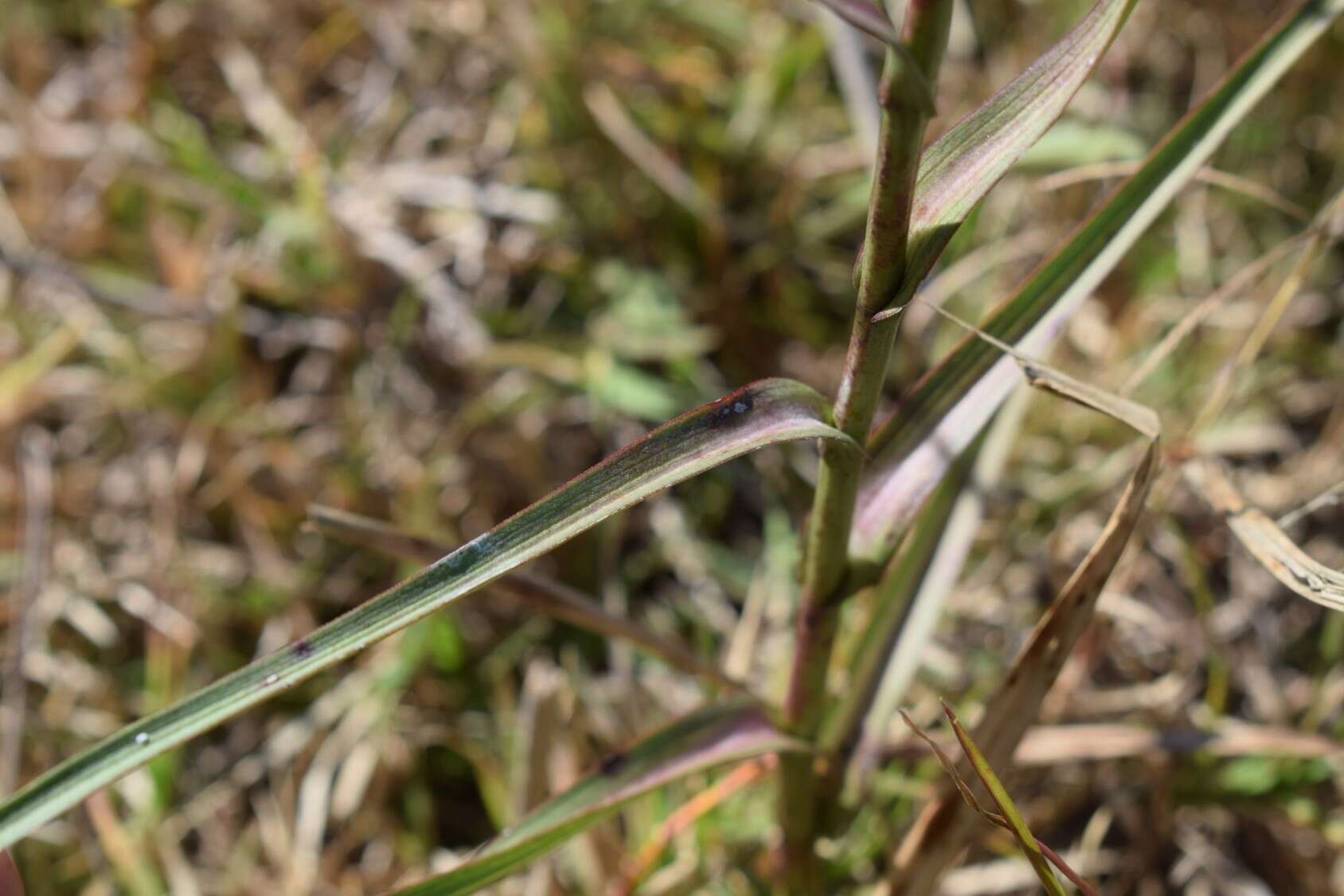 Image of Symphyotrichum graminifolium (Spreng.) G. L. Nesom