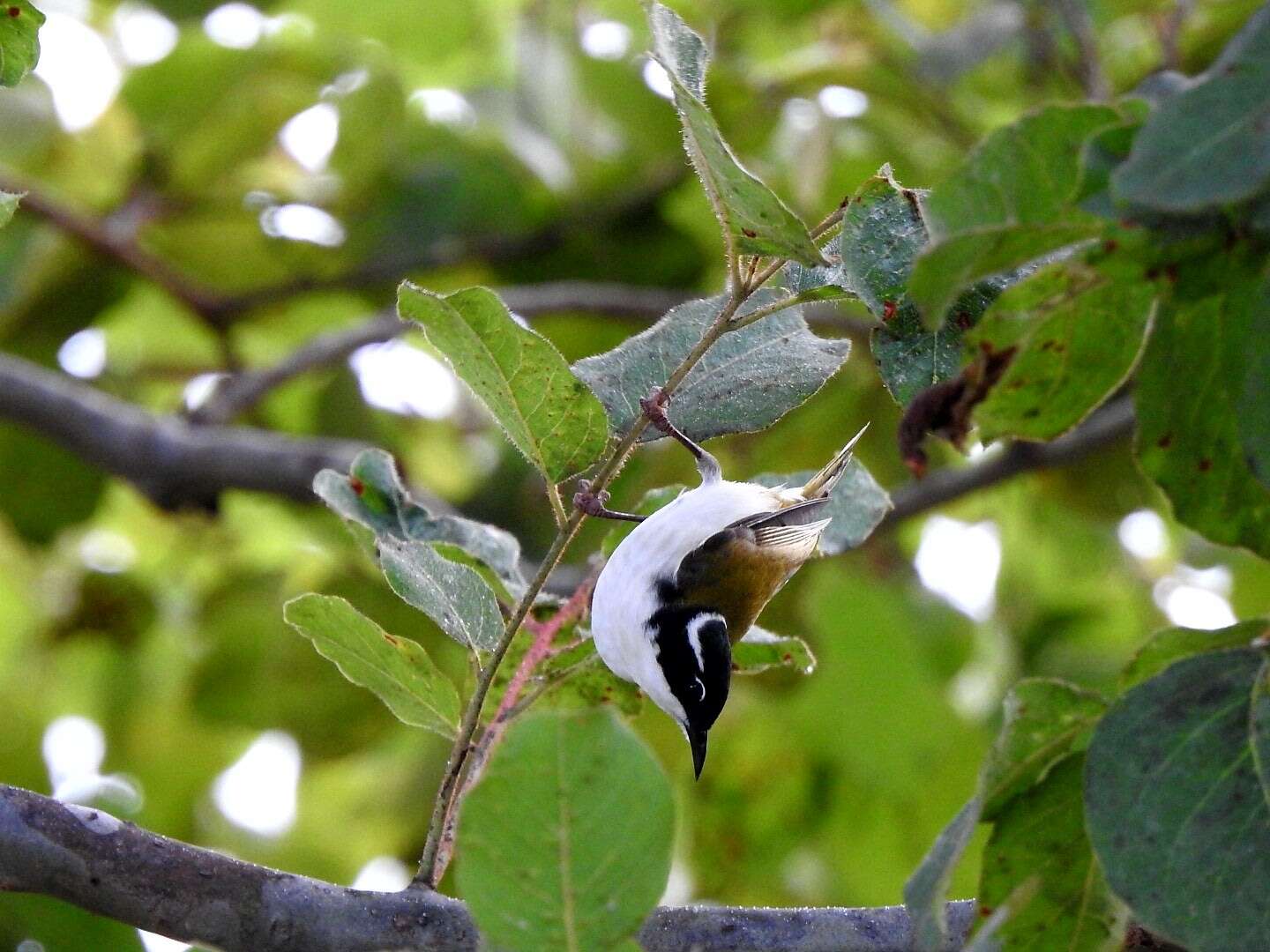 Image of White-throated Honeyeater