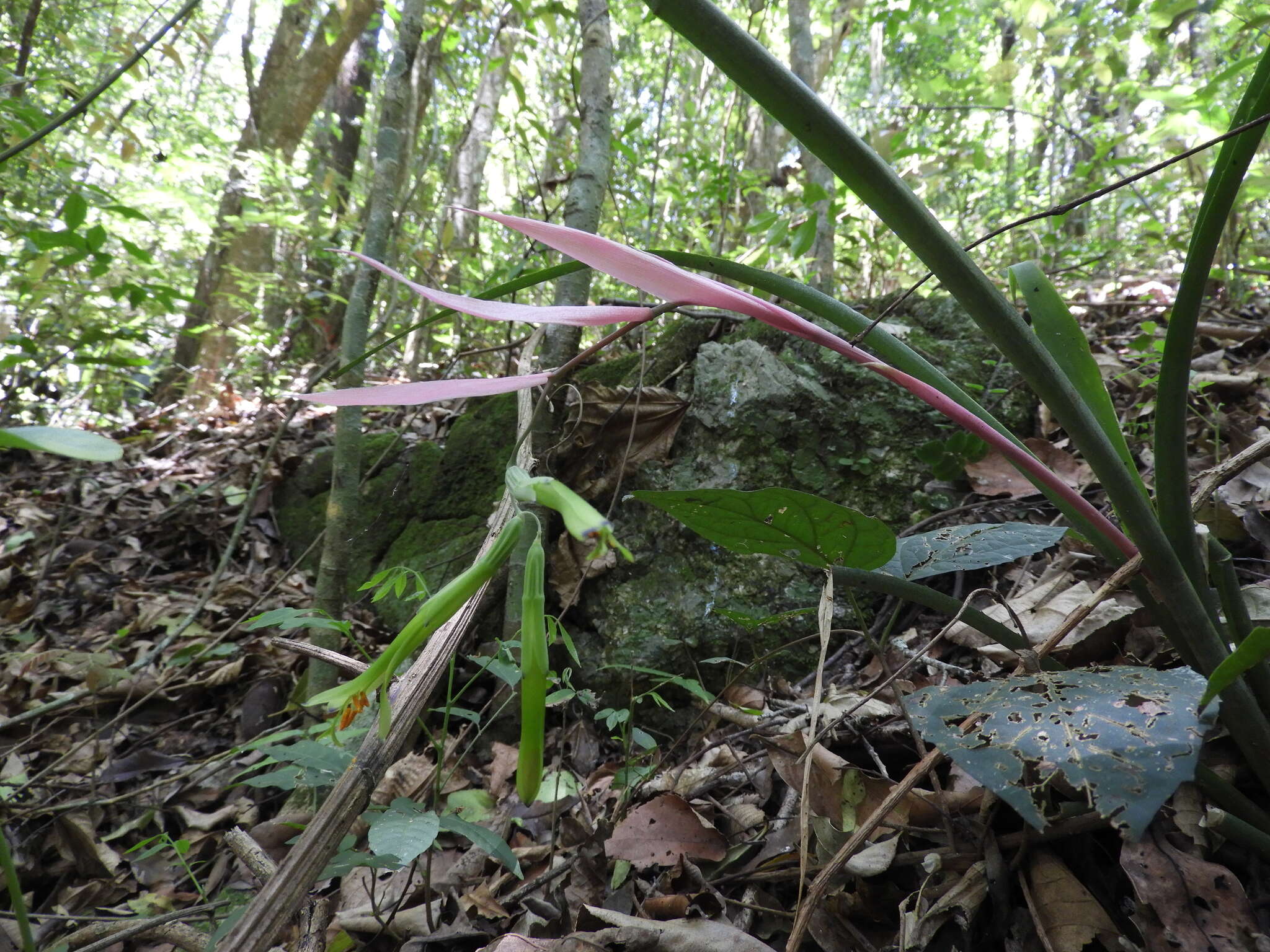 Image of Billbergia distachia (Vell.) Mez