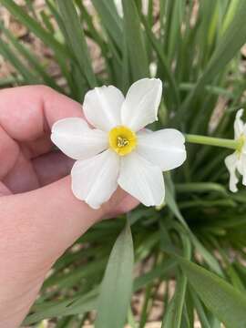 Image de Narcissus medioluteus Mill.