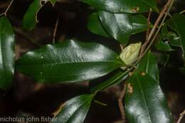 Image of Ripogonum album R. Br.