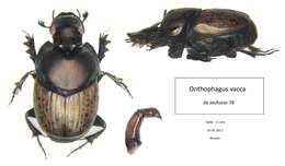 Image of Onthophagus (Palaeonthophagus) vacca (Linnaeus 1767)