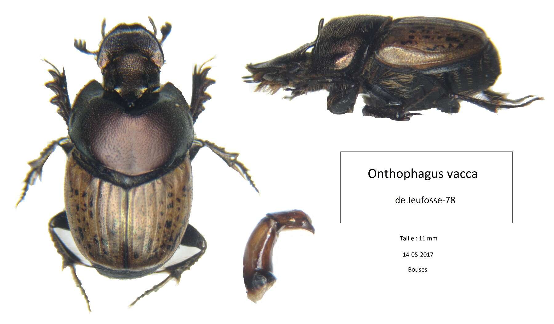 Image of Onthophagus (Palaeonthophagus) vacca (Linnaeus 1767)