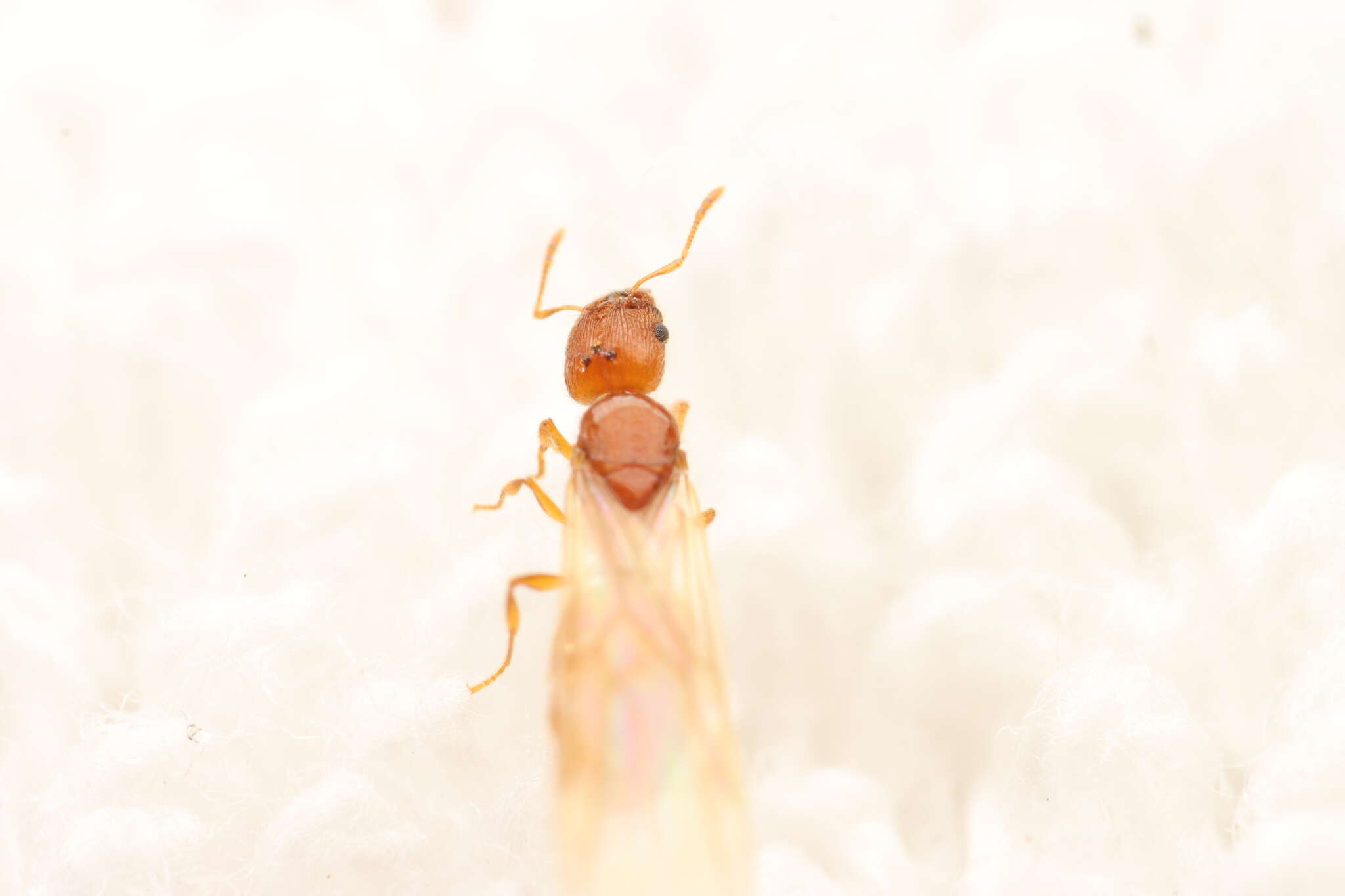 Imagem de <i>Pheidole furtiva</i>