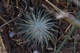 Image of Drosera broomensis Lowrie