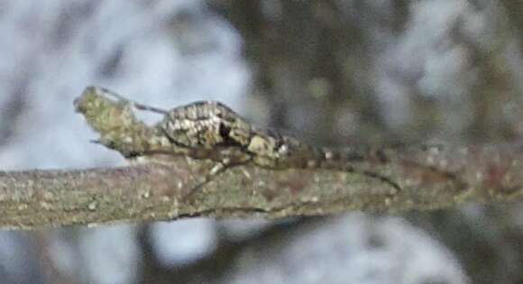 Image de Tetragnatha obtusa C. L. Koch 1837