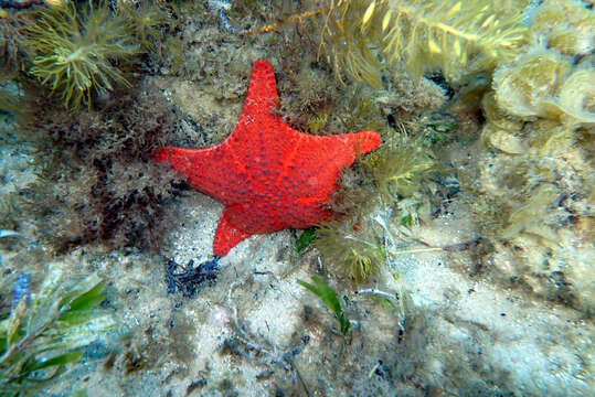 Image of Anthaster valvulatus (Muller & Troschel 1843)