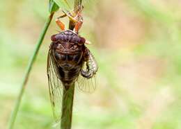 Image de Diceroprocta olympusa (Walker & F. 1850)