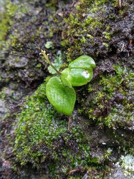 Image of Oberonioides pusillus (Rolfe) Marg. & Szlach.