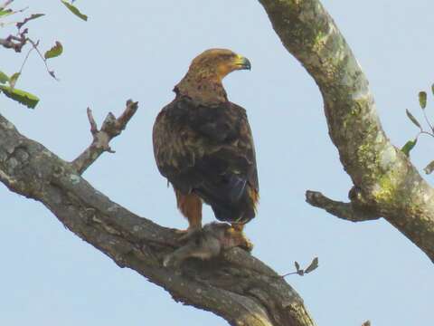 Image of Aquila rapax rapax (Temminck 1828)