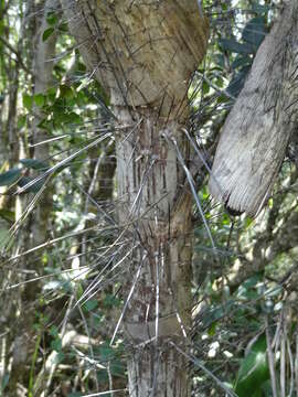 Image of Bactris cubensis Burret