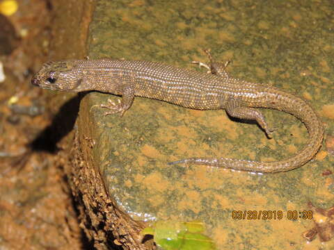 Image of Prickly Forest Skink