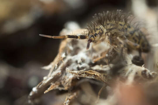 Orchesella villosa (von Linné & C 1767)的圖片