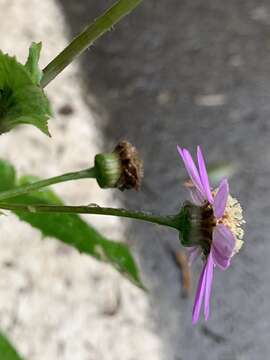 Imagem de Pericallis tussilaginis (L'Hér.) Webb & Berth.