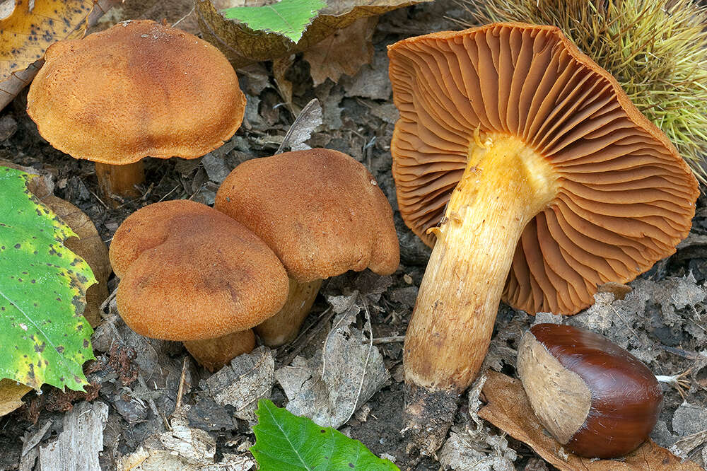 Image of Cortinarius orellanus Fr. 1838