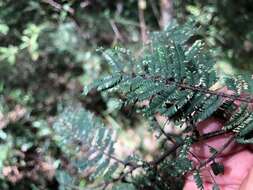 Acacia irrorata Sieber ex Spreng. resmi