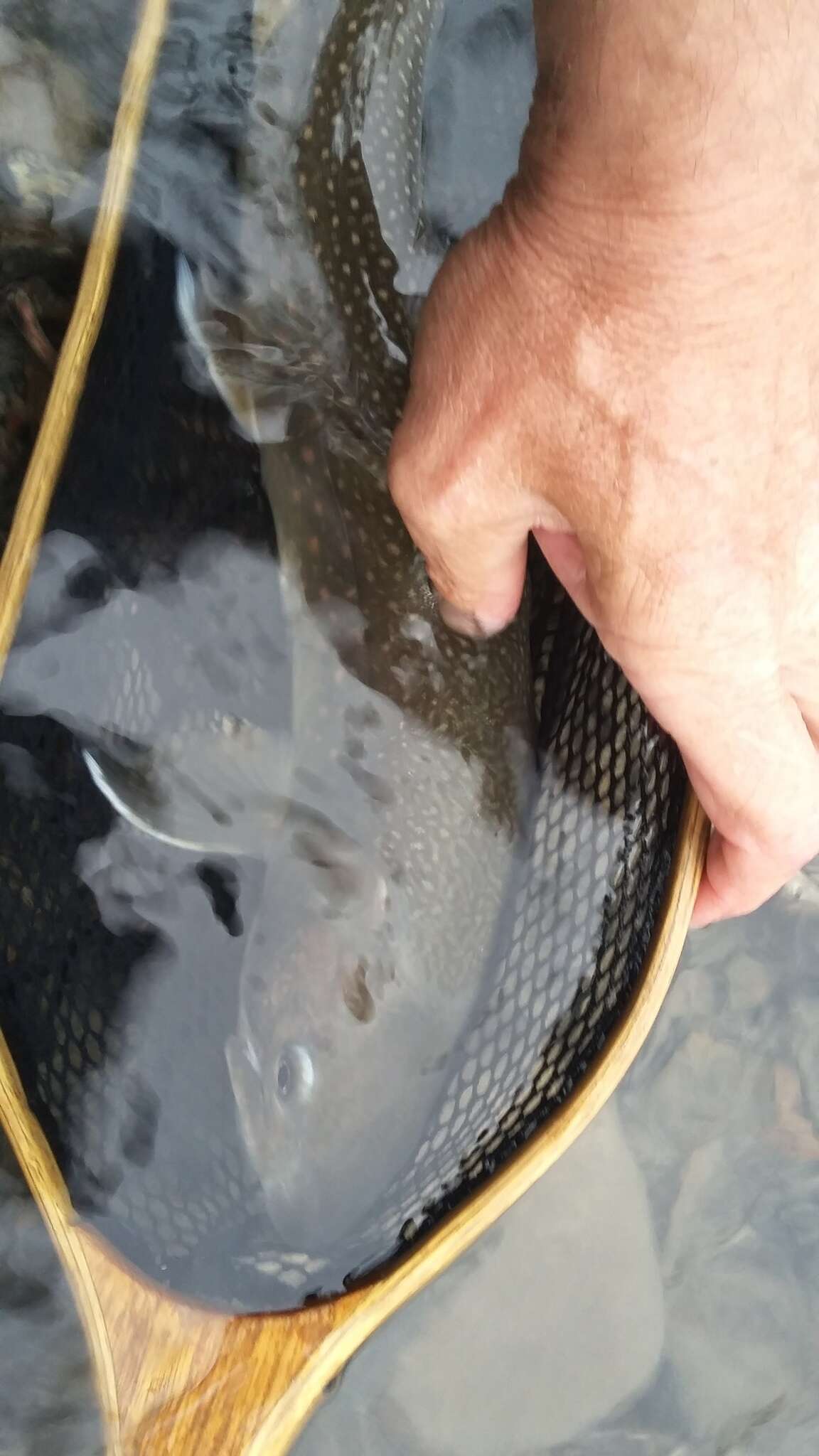 Image of Bull Trout