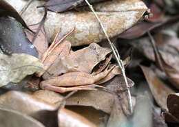 Image of Aglyptodactylus Boulenger 1918