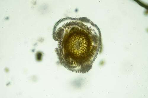 Image of tortella moss