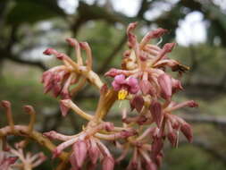 Image of Parathesis cintalapana C. L. Lundell