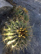 Image of Emory's barrel cactus