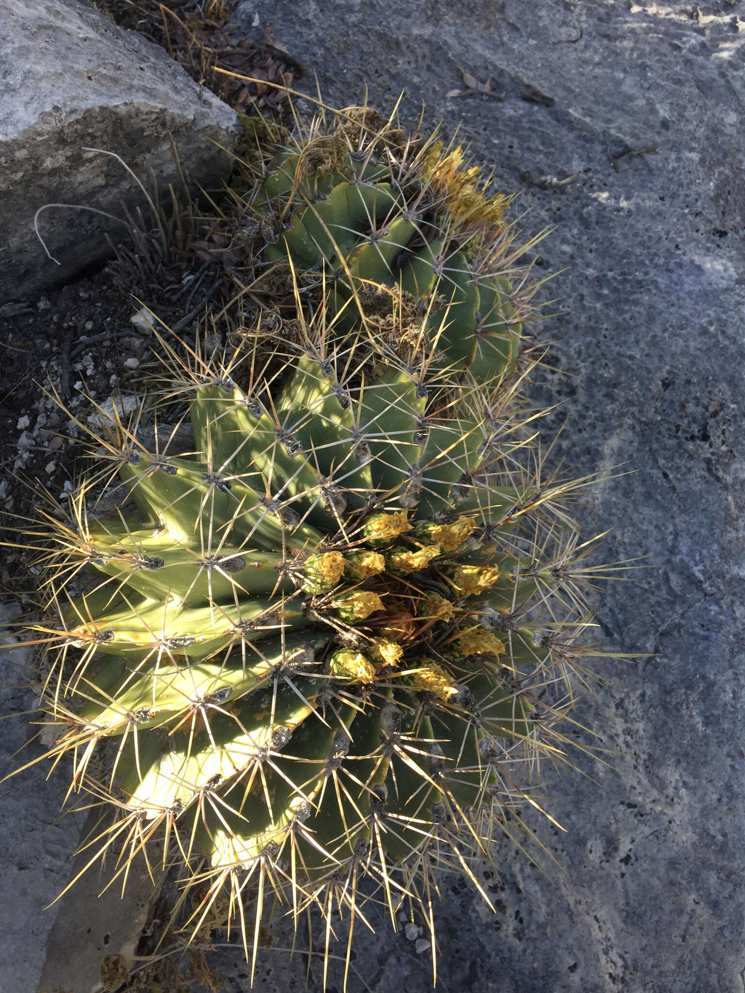 Image of Emory's barrel cactus