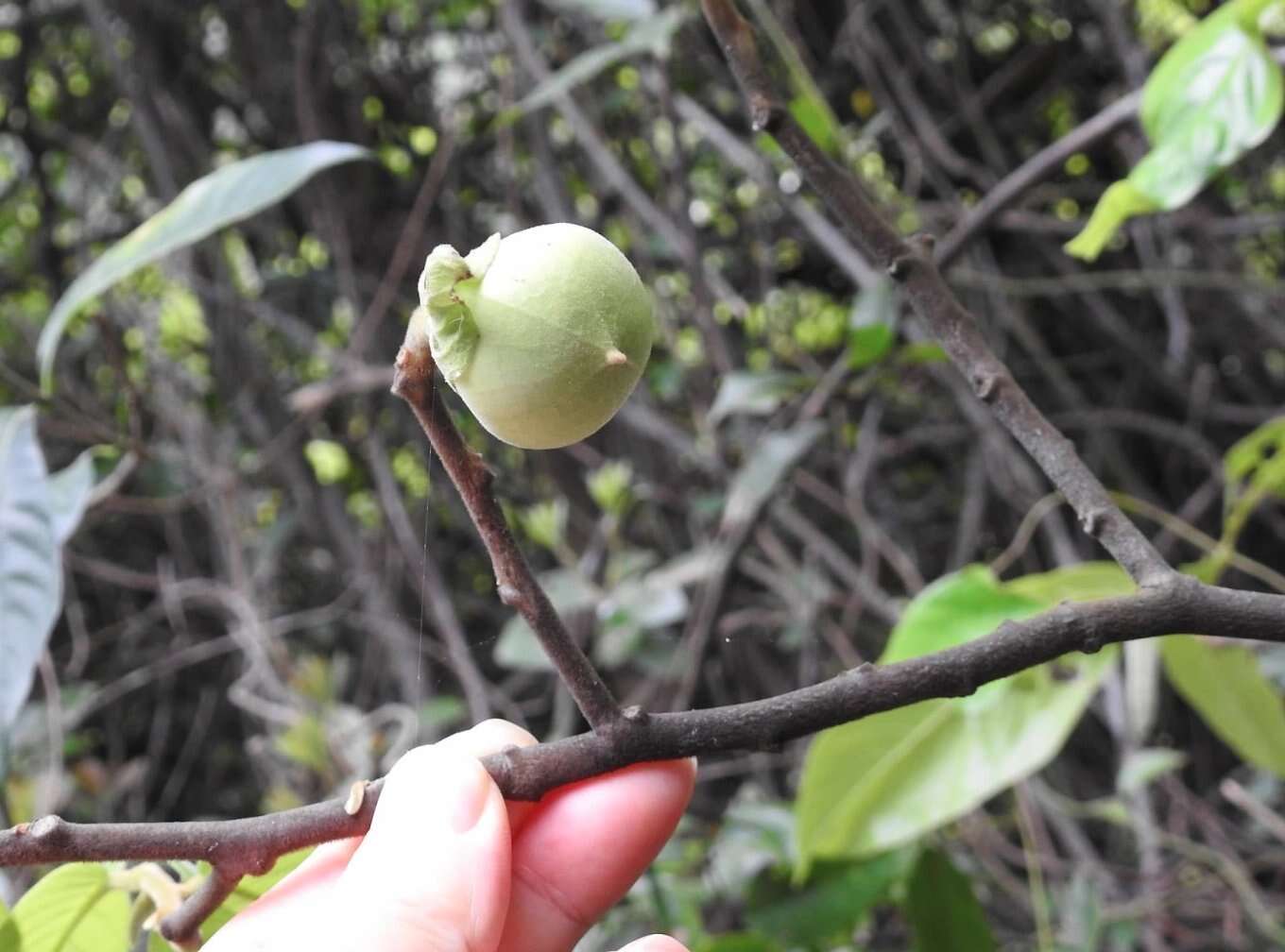 Image of Uvaria grandiflora Roxb. ex Hornem.