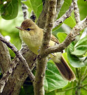 Image of Cook Islands Reed-Warbler