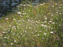 Image of Pretty Blombush
