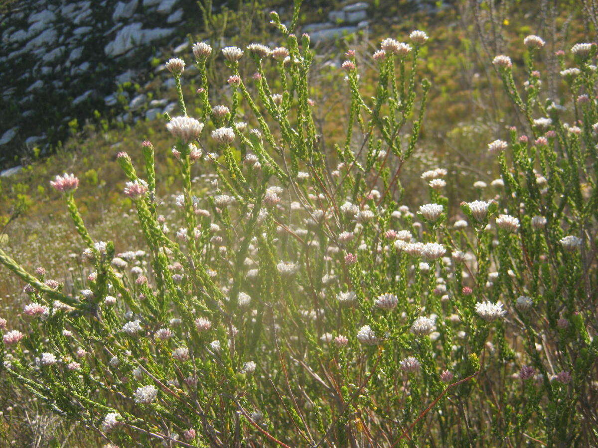 Image of Pretty Blombush