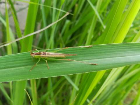 Image of Conocephalus (Anisoptera) magdalenae Naskrecki 2000