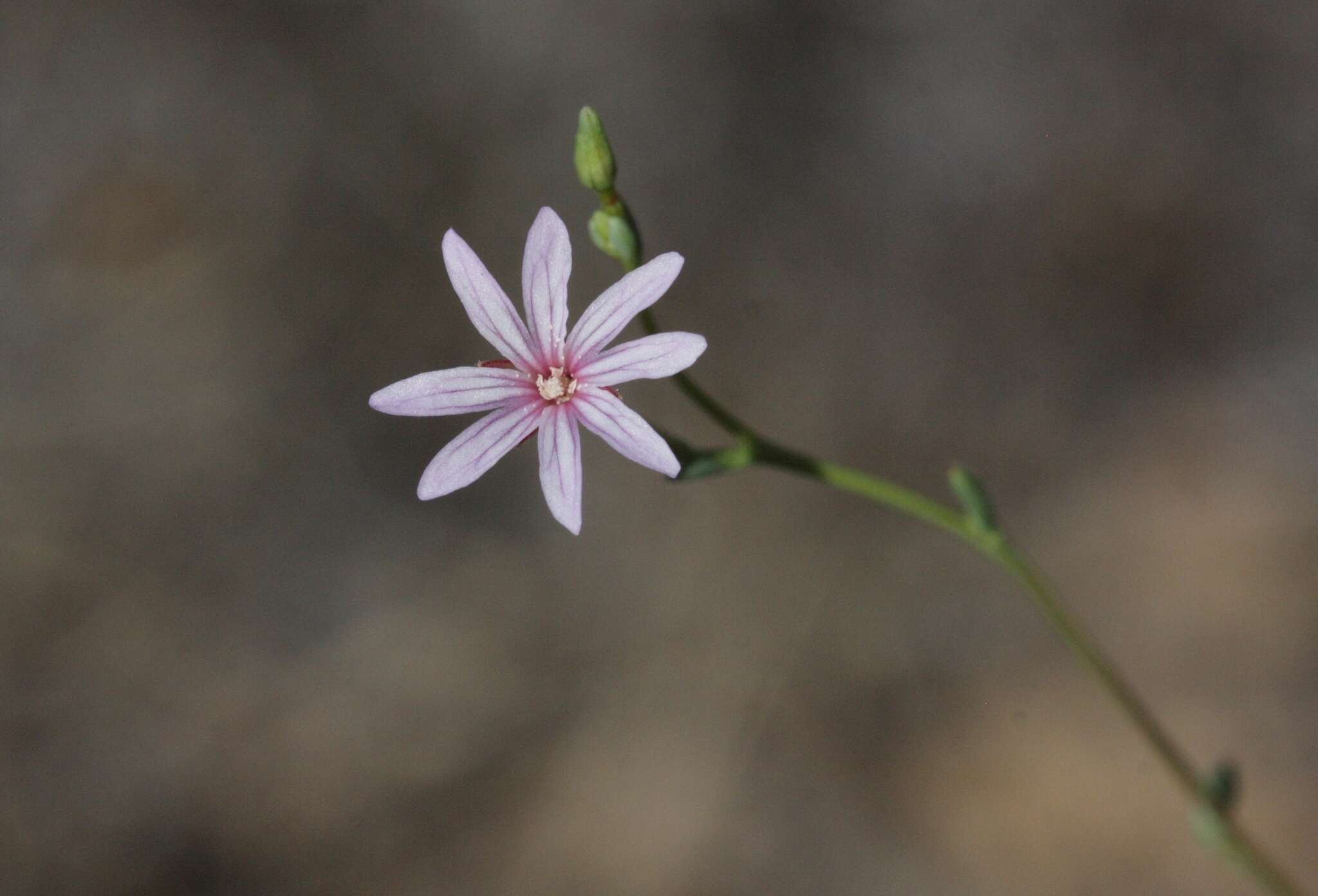 Image de Epilobium brachycarpum Presl