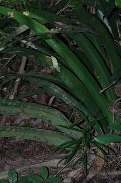 Image of Dietes butcheriana Gerstner