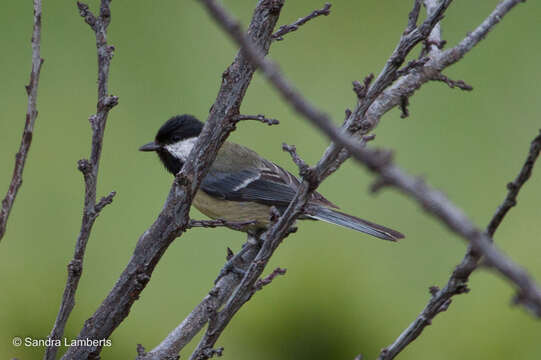 Image of Parus major aphrodite Madarász 1901