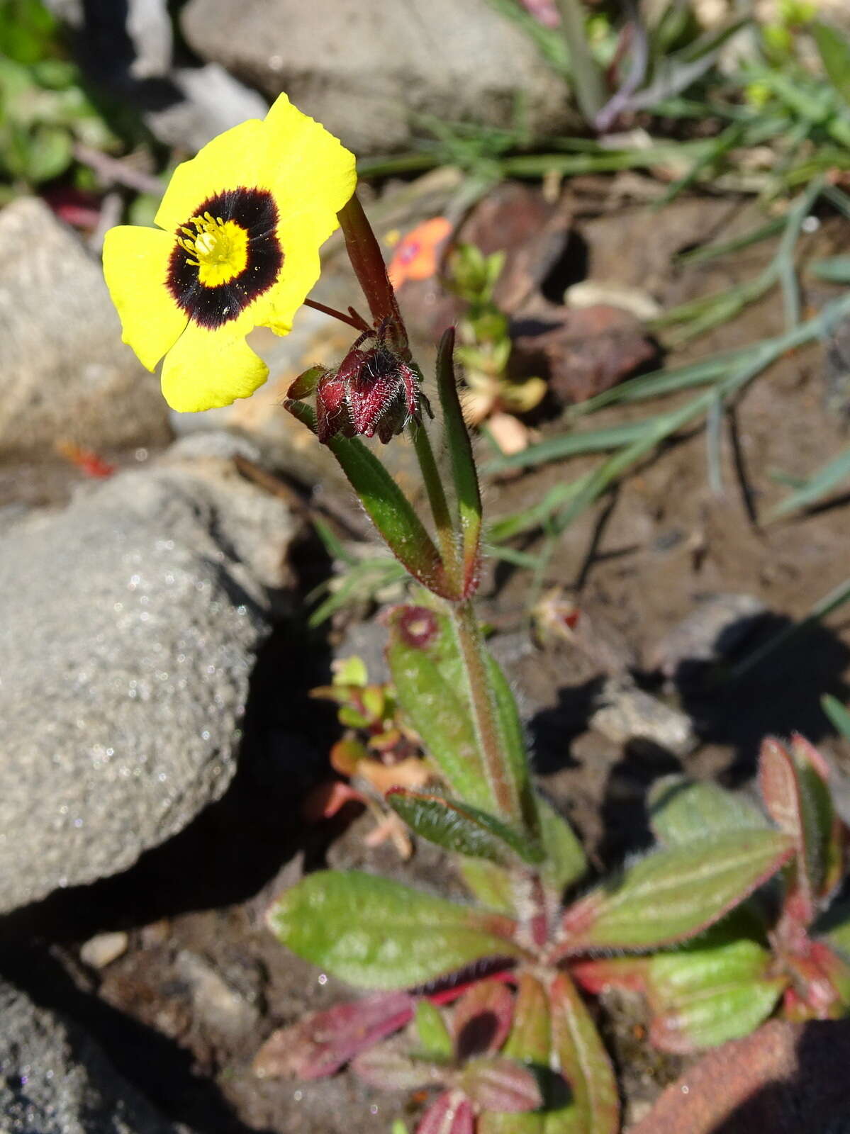 Image of Tuberaria