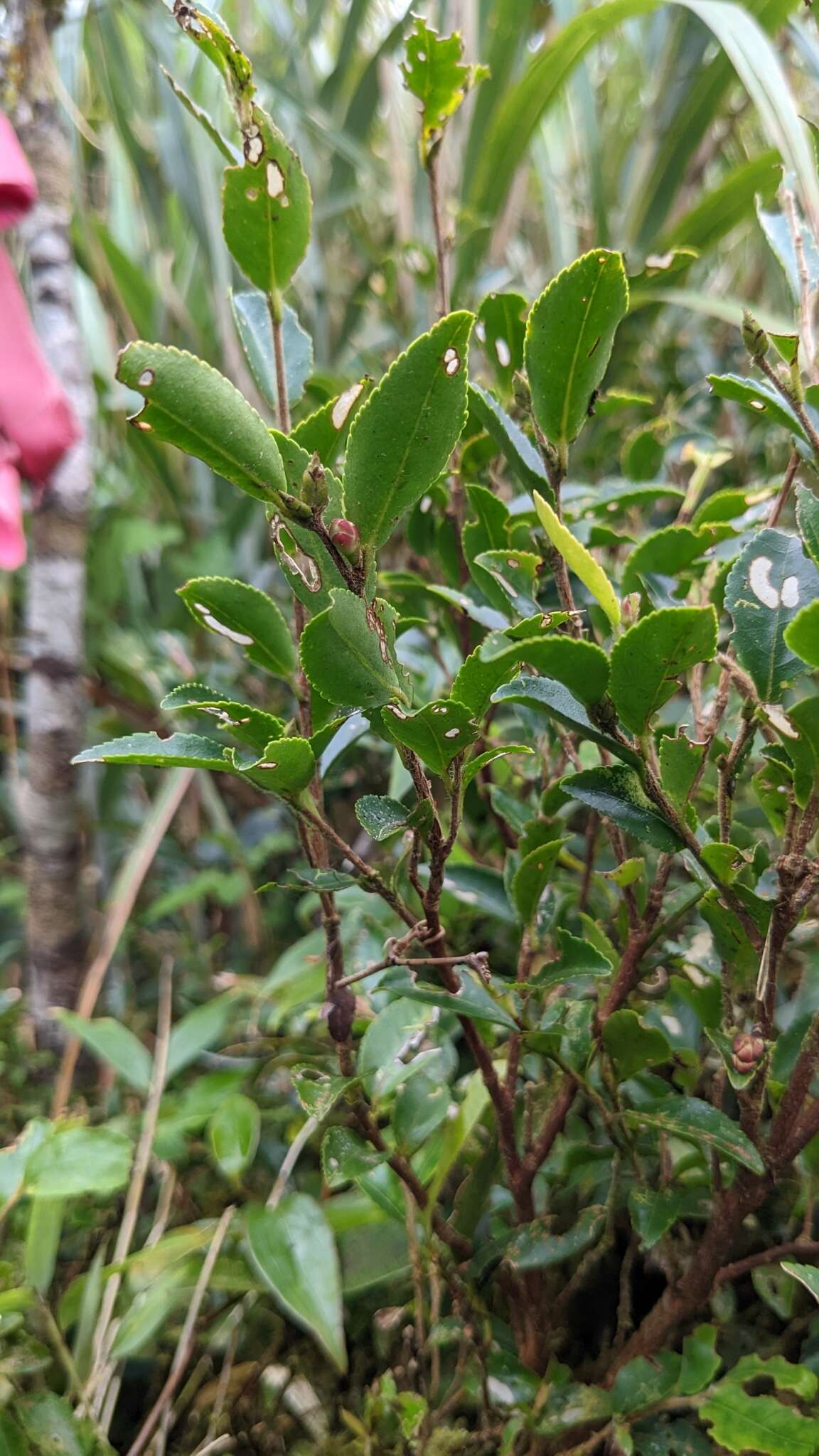 Image of Camellia trichoclada (Rehd.) Chien