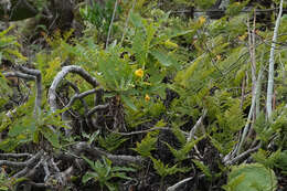 Imagem de Sonchus congestus Willd.