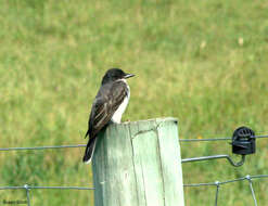 Image of Eastern Kingbird