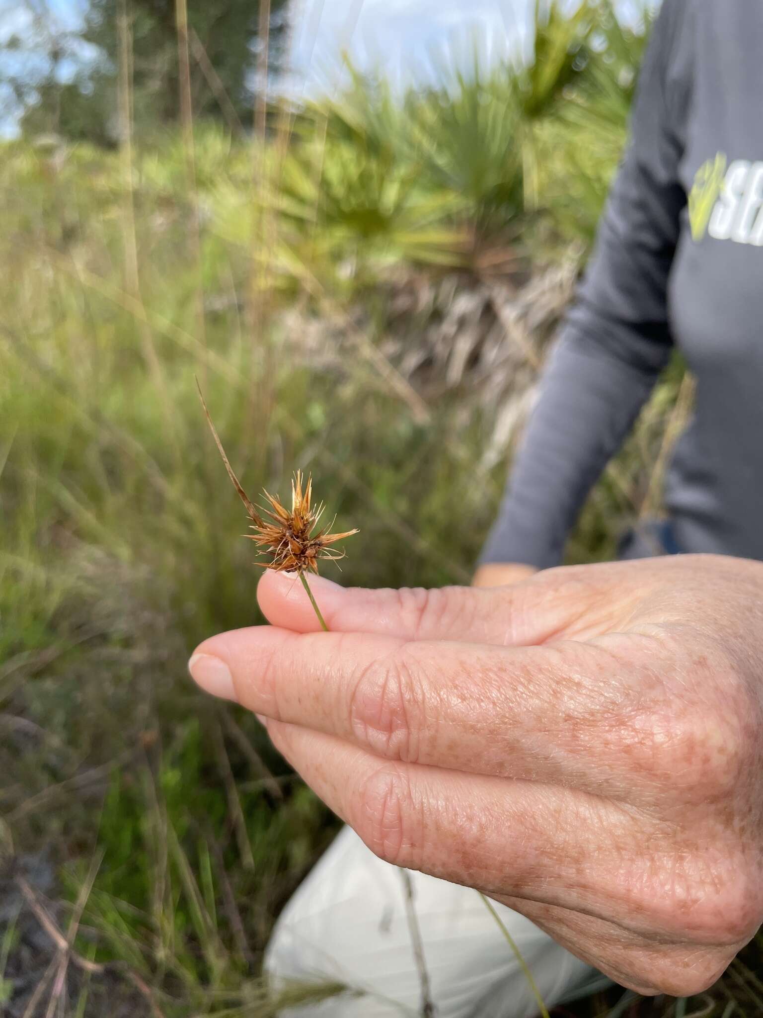 Image of Manatee Beak Sedge