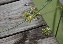 Imagem de Cyperus elegans L.