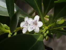 Image of Myoporum crassifolium G. Forst.