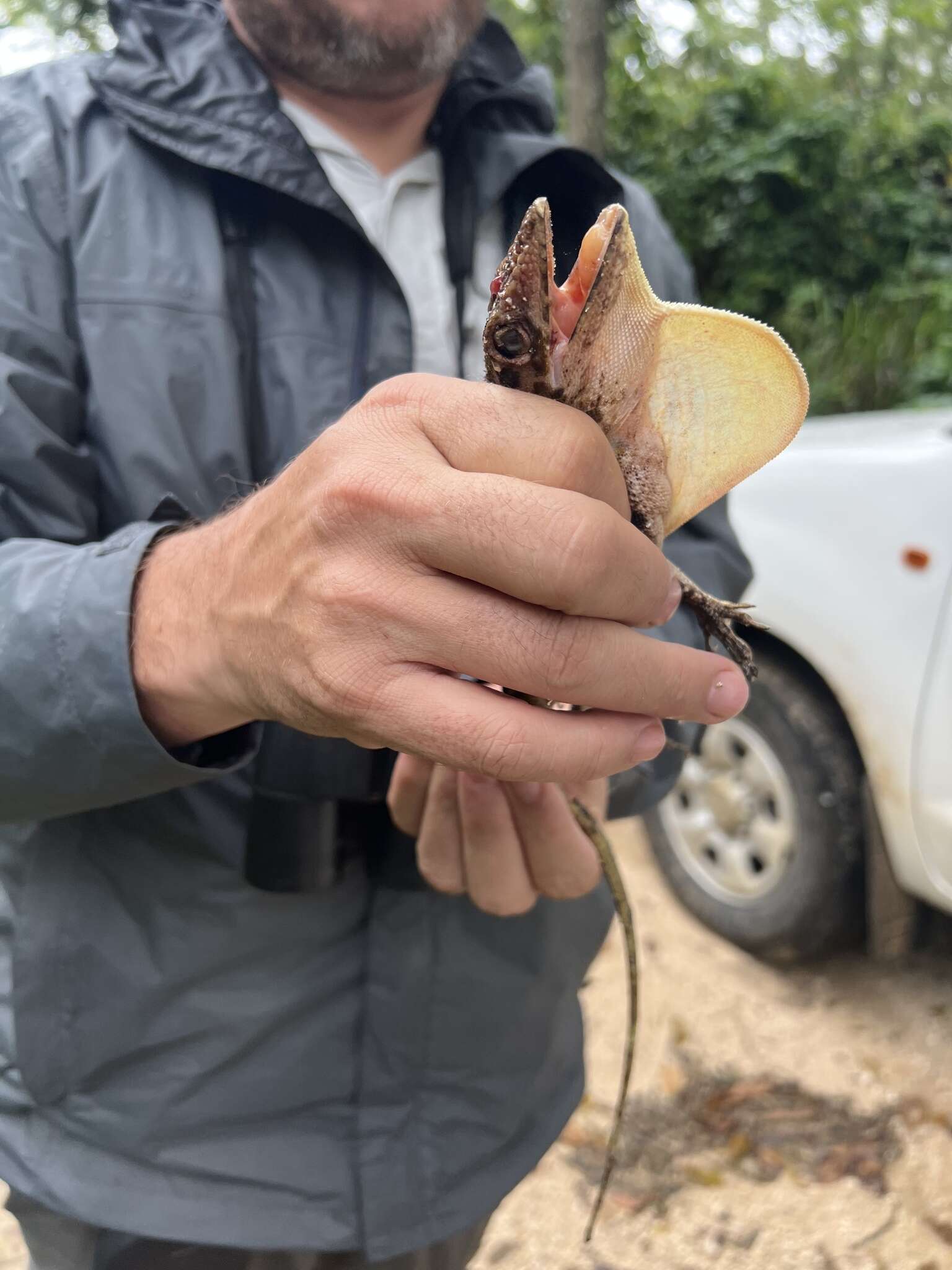 Image of Barahona  Anole