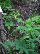 Imagem de Astragalus frigidus (L.) A. Gray