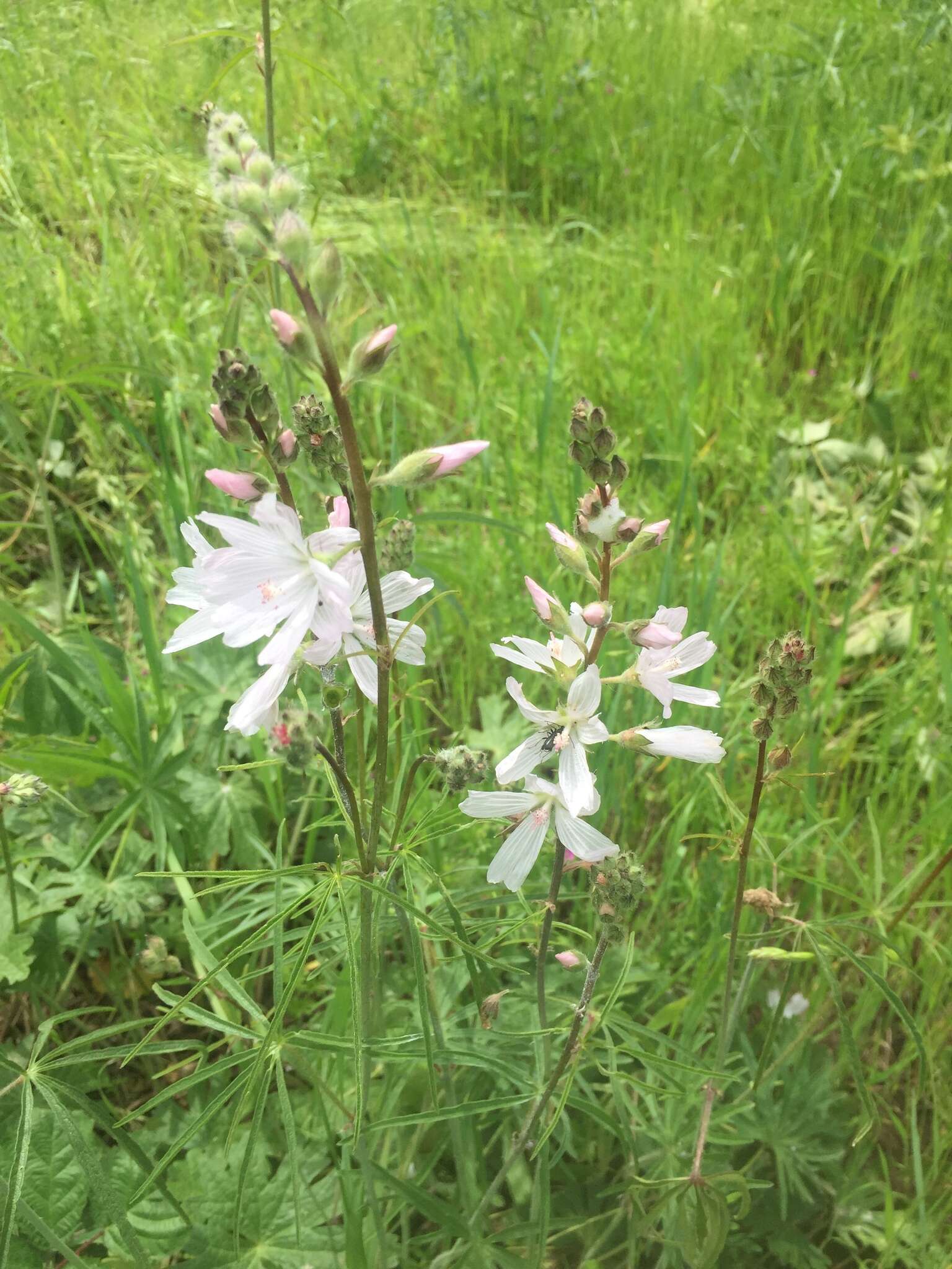 Image of meadow checkerbloom