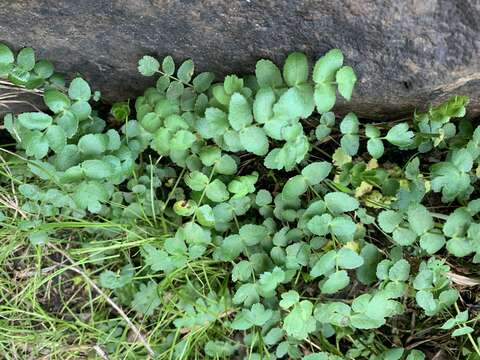 Imagem de Berula erecta subsp. thunbergii (DC.) B. L. Burtt