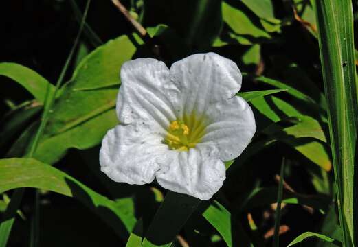 Image of Nierembergia calycina Hook.