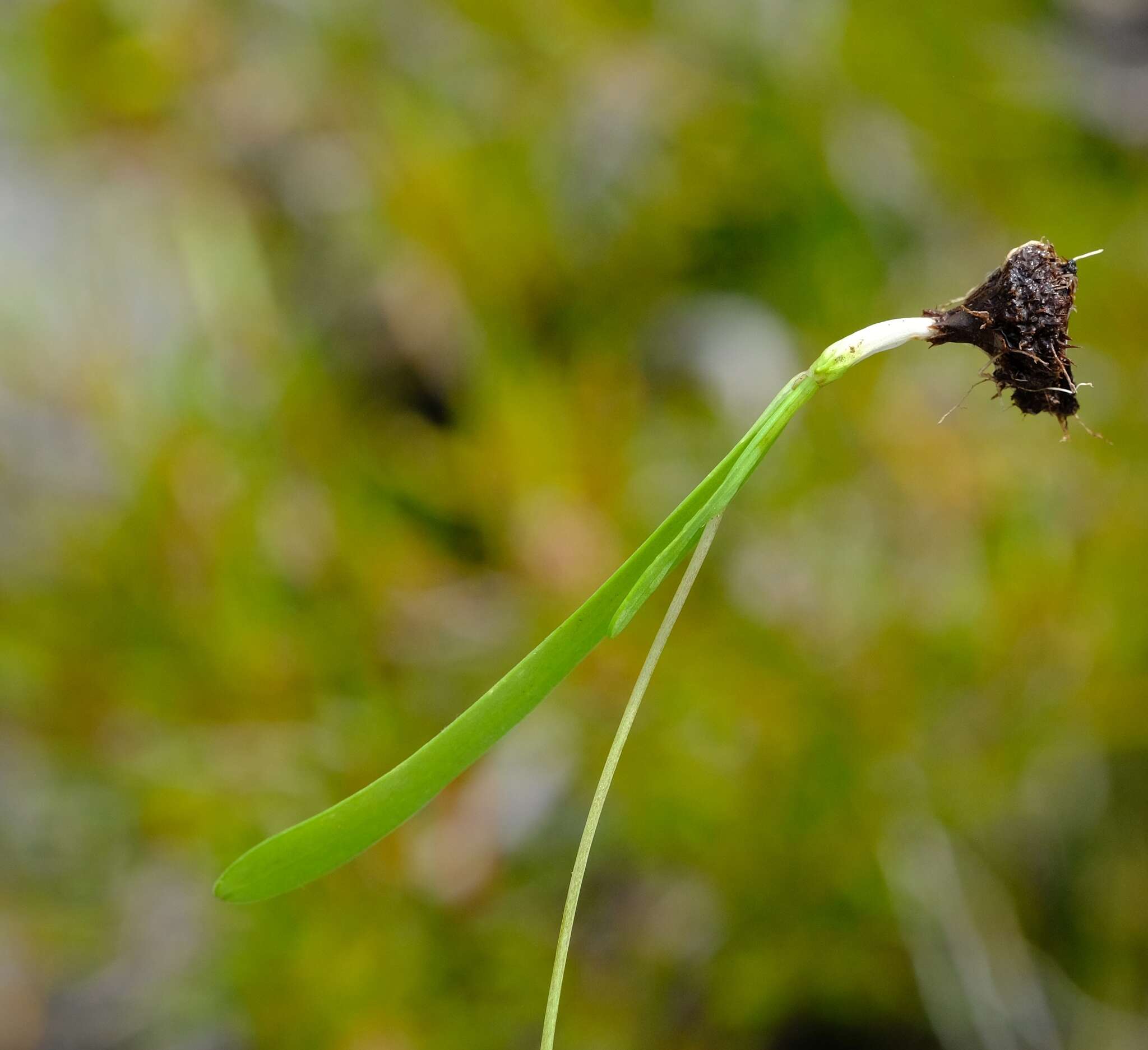 Image of Hesperantha cedarmontana Goldblatt