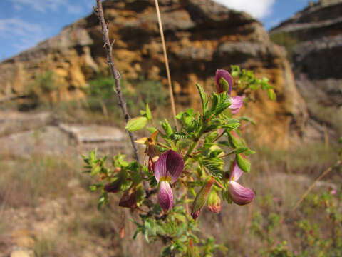 Image of Kotschya perrieri (R. Vig.) Verdc.